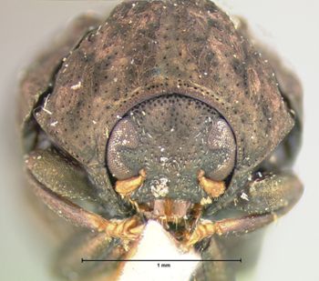 Media type: image; Entomology 9349   Aspect: head frontal view
